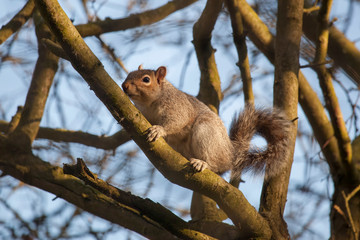 squirrel on tree