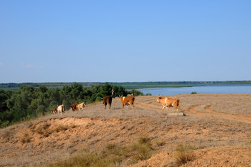 A herd of cows grazing in the field