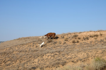 The dog jumps around the cow