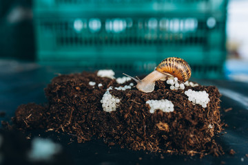 Snail Laying Eggs