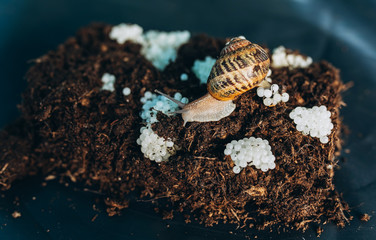 Snail Laying Eggs