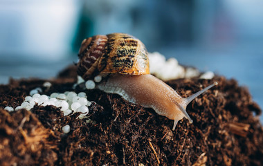 Snail Laying Eggs