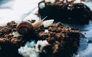 Snail Laying Eggs