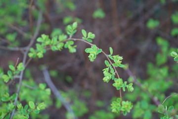 Grüner Frühlingsbogen