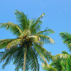 Fototapeta premium Tropical palm trees and blue sky.