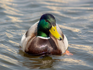 Obraz premium kaczor