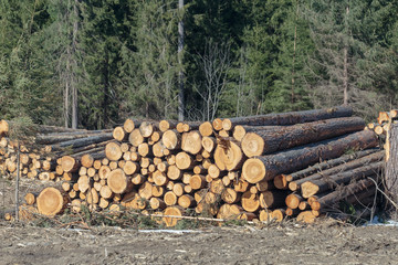 Logs freshly sawn by lumberjacks on a plot in the forest