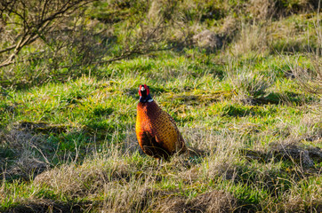 Bird in sight: Pheasant staring