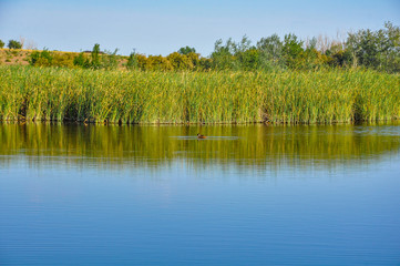 Tablas de Daimiel National Park is a wetland on the La Mancha plain, Ciudad Real, Spain. 