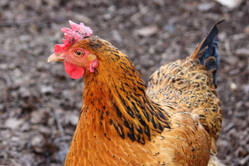 Mottled brown Golden chicken close-up
