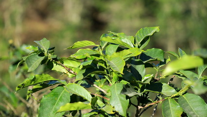 Arabica coffee tree green leaves in the garden 