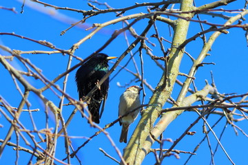 Starling and Sparrow sitting on the branches against the blue sky