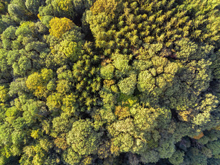 Aerial shot of mixed tree forrest looking downwards on the green tree tops during sunset