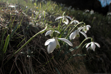 Snowdrops on bank in Swiss Alps