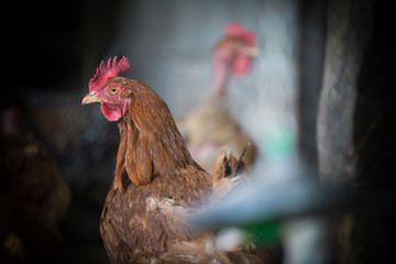 Galinha castanha num galinheiro domestico. 