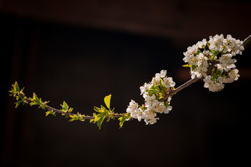 White flower isolated in a wild garden.