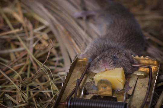 Mousetrap with a gnawed piece of cheese against the backdrop of the hay in the shed, into which a small rat was caught.