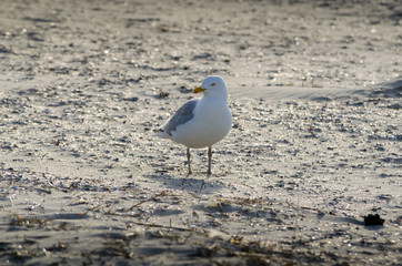 Seagull portrait on the beach