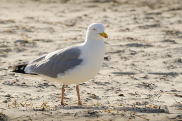 Seagull portrait on the beach