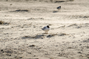 Portrait of a bird on the beach