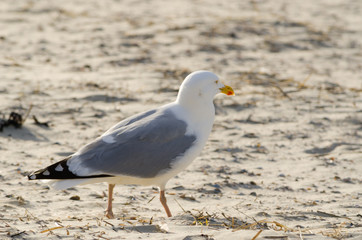Seagull portrait on the beach