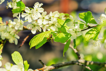 Spring is a blooming apple tree and bee.Flower Bloom Nature Concept/Honeybee.Bee on spring flower collecting pollen and nectar.Honey bee pollinates blooming flowers of apple. Bee on apple flower.