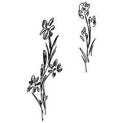 Hand Drawn Vector Illustrations Of Abstract Set of Flowers Isolated on White. Hand Drawn Sketch of a Flowers