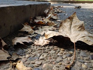 Brown autumn leaves