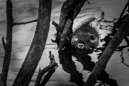 373 Best Furet Images Stock Photos Vectors Adobe Stock