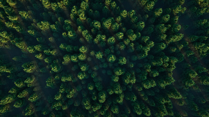 Fototapeta na wymiar Flight over the misty forest. Aerial view of green woods landscape. aerial 3d illustration