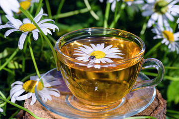 Chamomile tea .Cup of tea standing on wooden surface, in white chamomile flowers, in the rays of...