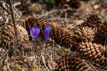 purple spring flowers Crocus vernus in the forest