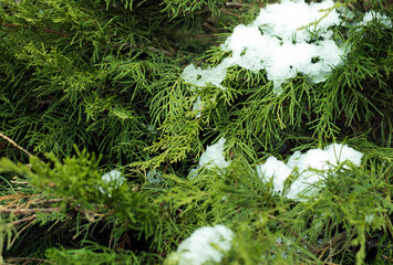 snow on a tree in the spring