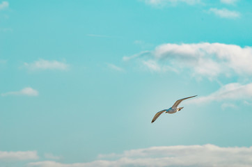 Fototapeta na wymiar Seagull flying on a cloudy sky