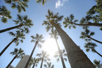 looking up at palm trees