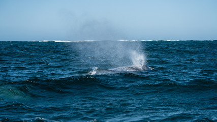 A California grey whale breaches and blows water into the air in Baja California. 