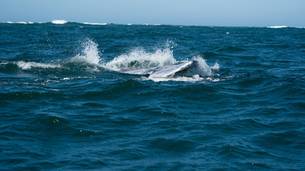 California Grey whales in along the coast of Baja mexico attend to their young until it is time to head north. 