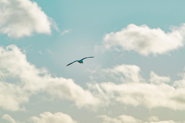 Seagull flying on a cloudy sky