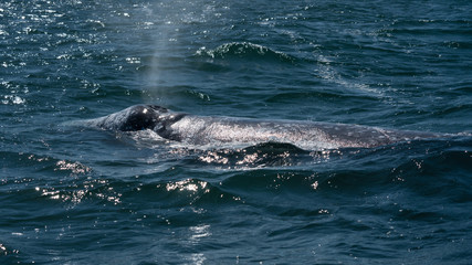 Fototapeta premium California Grey whales in along the coast of Baja mexico attend to their young until it is time to head north. 