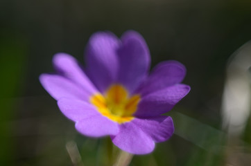 Fototapeta premium Beautiful purple flower. Macro close up fine art, , blurred image, selective focus. Background, cover.