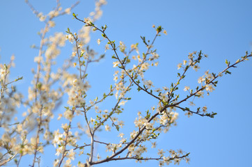 Tree flower blossoms, beatiful spring, flowers natural colorful background,selective focus
