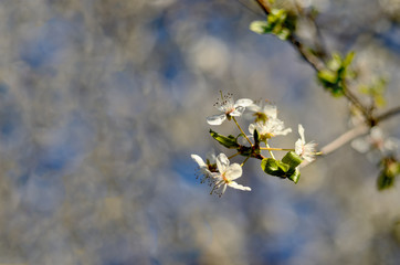 Tree flower blossoms, beatiful spring, flowers natural colorful background, selective focus