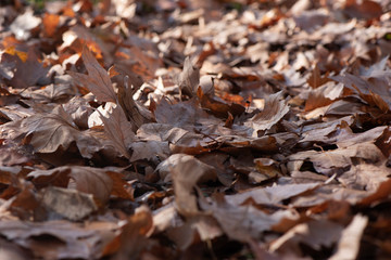 photo background with brown maple leaves. The leaves are fallen and they are dry, photo taken from the side