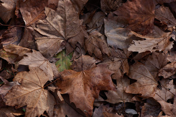 photo background with brown maple leaves. The leaves are fallen and they are dry, one leaf is green