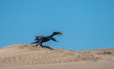 A Double-crested cormorant gains speed and takes off with nesting material in tow. 