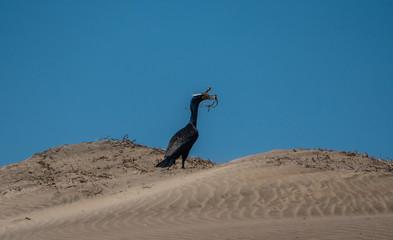 Double crested Cormorant standing on a sand dune with nesting material in its beak. 