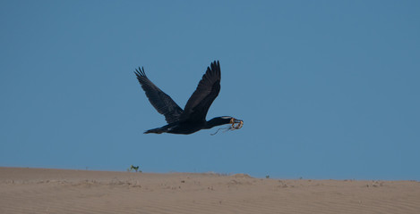 Double crested cormorant flying with material to build nest. 