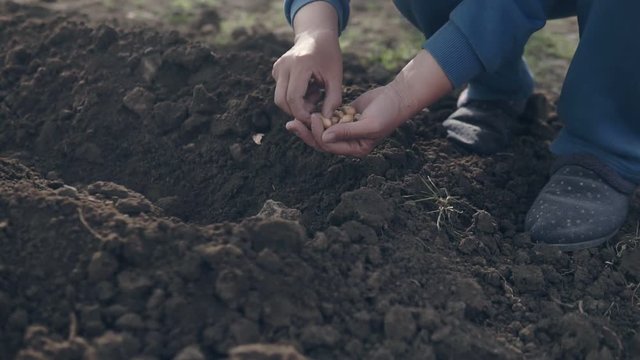 Hand of woman farmer seeding onions in organic vegetable garden.