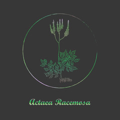 Actaea Racemosa Plant Gradient Colored with Frame