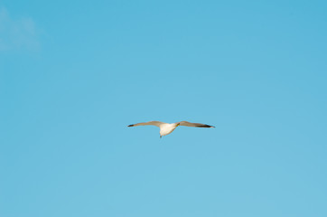 Fototapeta na wymiar Seagull flying on a clear sky